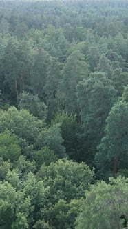 Vertical Video of Green Forest By Day