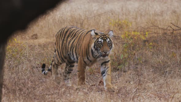 Royal Bengal Tiger in the wild forest of India