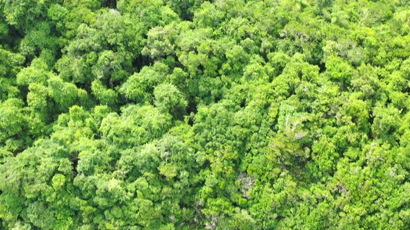 Aerial: island of pigs ubatuba brazil with view of the jungle and beach from the air and view of the