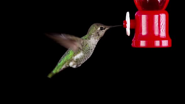 Hummingbird Feeding Slow Motion.