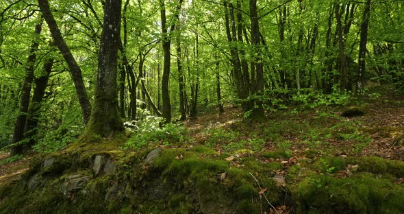 Lake Guerledan, forest near the Anse De Sordan,Cotes d Armor department, Brittany in France