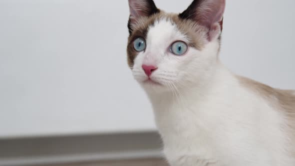 Shorthaired Cat Looks Around Closeup