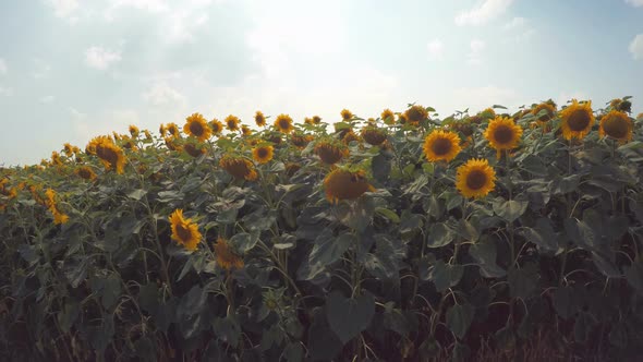 Sunflower Field 3