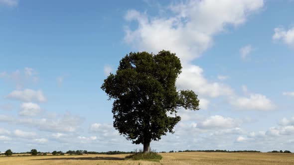 Time Lapse Of Lonely Oak Tree In The Field 3