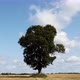 Time Lapse Of Lonely Oak Tree In The Field 3 - VideoHive Item for Sale