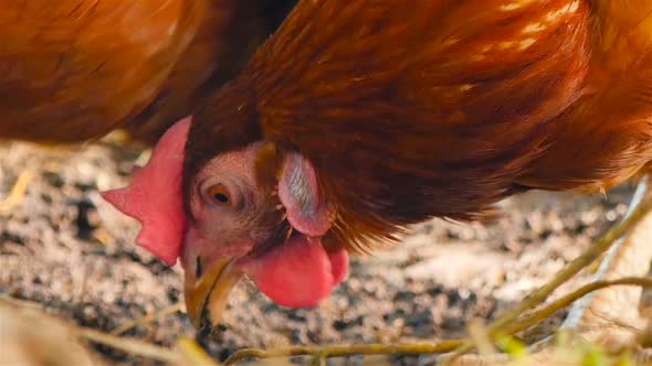 Country Chicken Pecks the Ground