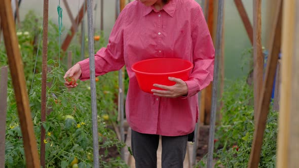 Young Woman Farmer Collects Ripe Tomato in Greenhouse