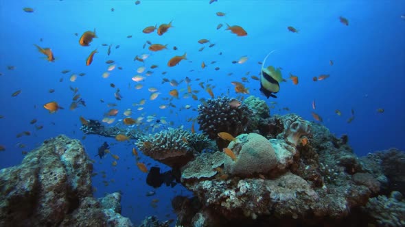 Coral Garden Underwater Seascape