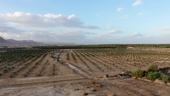 Super Pull Out from Man with wings statue  the palm field and desert, to Dead Sea shore view, drone