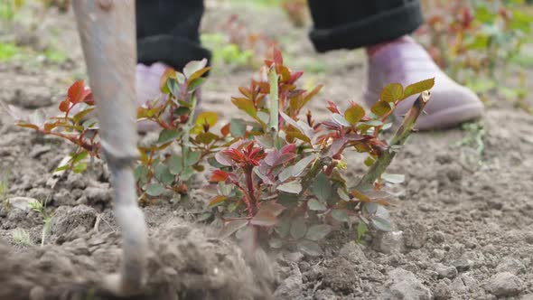 Unrecognizable Farmer Use Hoe to Keep Weeds Down