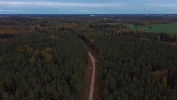 Gravel Country Road in Green Pine Forest Woods Growing Both Sides. Aerial Dron 4k View