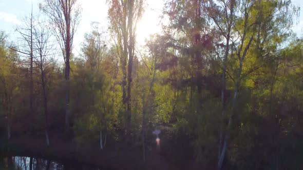 Drone View of the Sun Behind Trees at Sunset or Sunrise Over the Forest