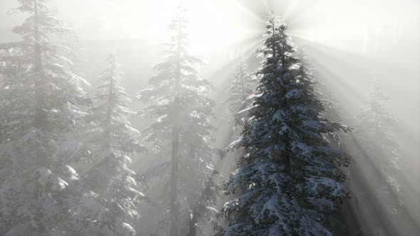 Misty Fog in Pine Forest on Mountain Slopes