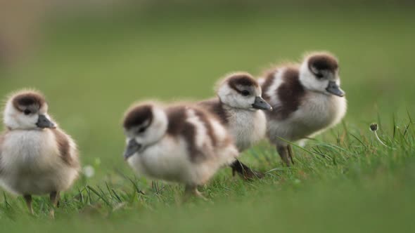 Cute gaggle of goslings grazing together in a group; low shallow depth shot