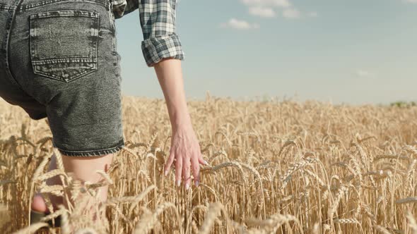 female hand holds on ripe golden ears of wheat, walks along the field with a rich harvest of wheat