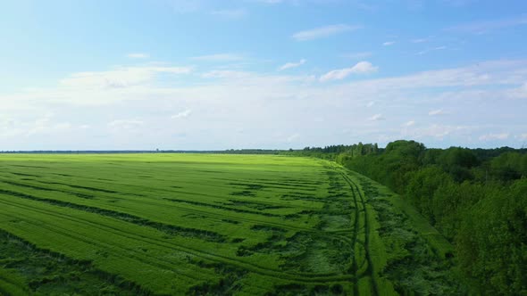 Aerial View Green Wheat Field Near Forest