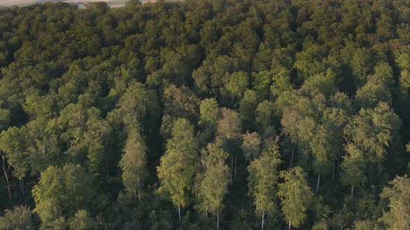 A drone view of Forest