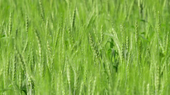 Barley Farm