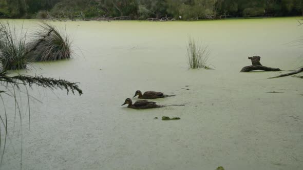 Two Wild Duck Swimming on a Pond in Royal National Park,Sydney,Australia