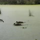 Two Wild Duck Swimming on a Pond in Royal National Park,Sydney,Australia - VideoHive Item for Sale