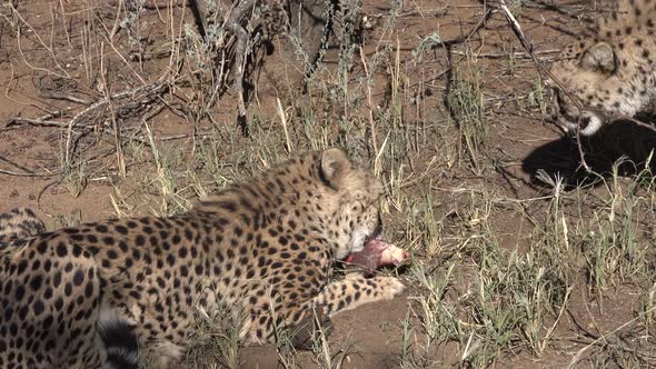 Wild African Cheetah Predator Eating Dead Prey.