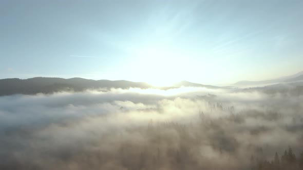 View From the Height of Mountains Covered with Coniferous Forest and Morning Fog