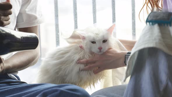 A Domestic Cat Was Bathed and Dried with a Hair Dryer Closeup