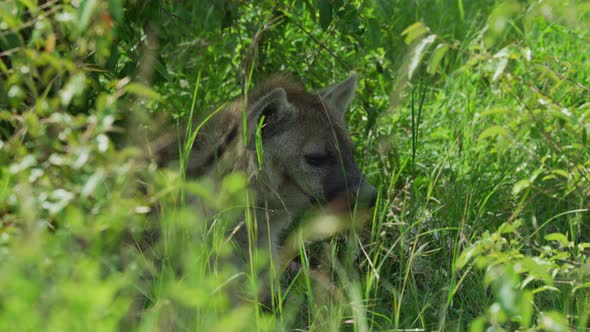 Hyena resting between bushes