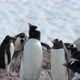 Colony of Gentoo penguins (Pygoscelis papua), Cuverville Island, Antarctica - VideoHive Item for Sale