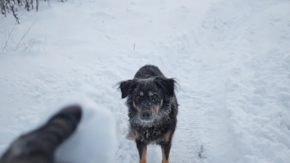 Man Playfully Throws Snowball at Dog While on a Walk in Winter