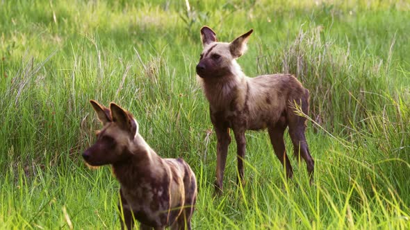 Two African Wild Dogs standing in tall grass in the Okavango Delta in Botswana. Telephoto shot.