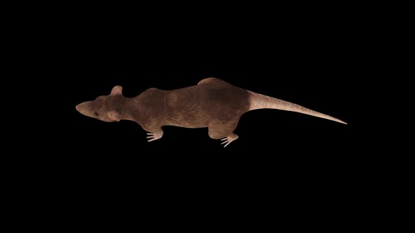 3D Rat Walk Top View alt