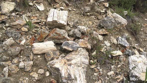 Petrified Tree Fossil Pieces