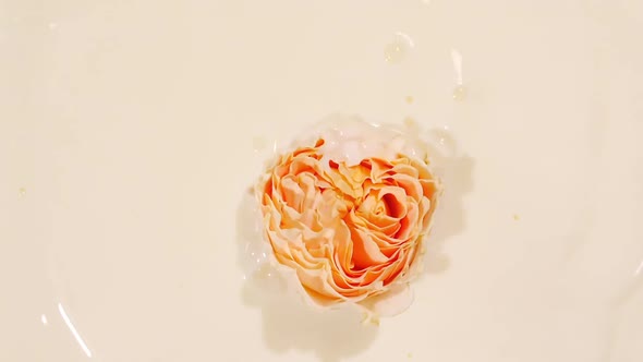 Slow Motion of Falling Pink Rose on Milk Water Surface and Diverging Circles of on Pastel Background