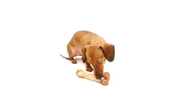 HD - Dog with bone