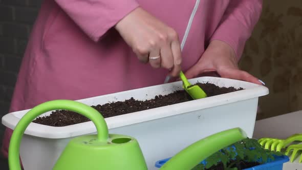 A Woman Is Digging Holes In A Garden Pot For Transplanting Seedlings. Near The Sprouts Of Seedlings