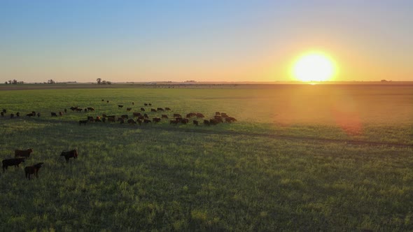 Stationary aerial shot of a herd of domestic cattle grouping together toward the center with sun slo