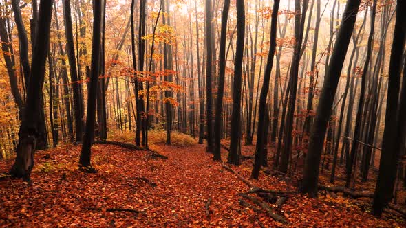View of a magical autumn in the forest