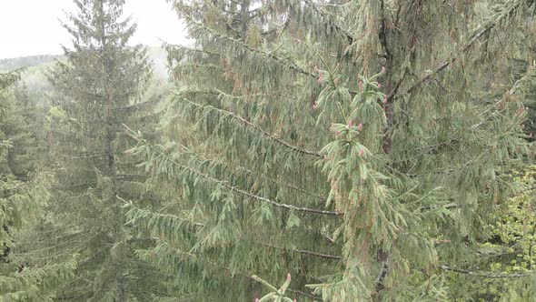 Spruce in the Forest. Slow Motion. Carpathian Mountains. Ukraine. Aerial. Gray, Flat