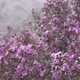 Purple Flowers In The Mountains - VideoHive Item for Sale