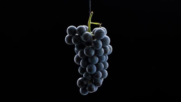 Fresh Black Grapes Rotation on Isolated Black Background on Super Slow Motion