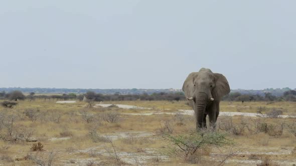 big african elephants on Etosha national park