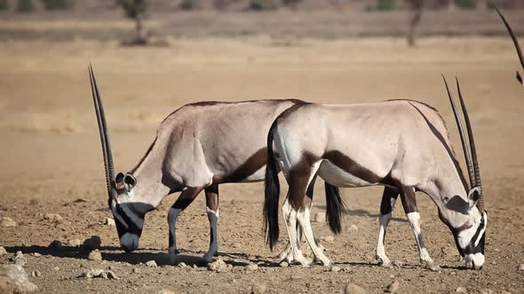 Gemsbok Antelopes - Kalahari Desert