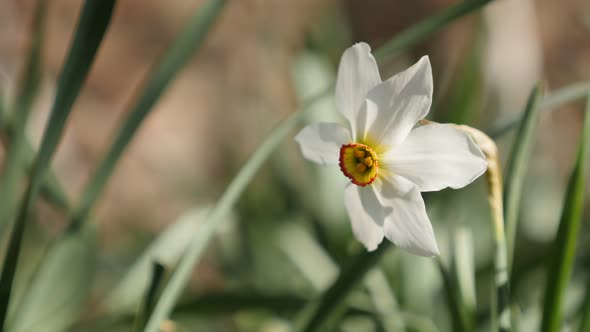 Narcissus poeticus beautiful garden flower   4K 2160p 30fps UltraHD footage - Daffodil plant shallow