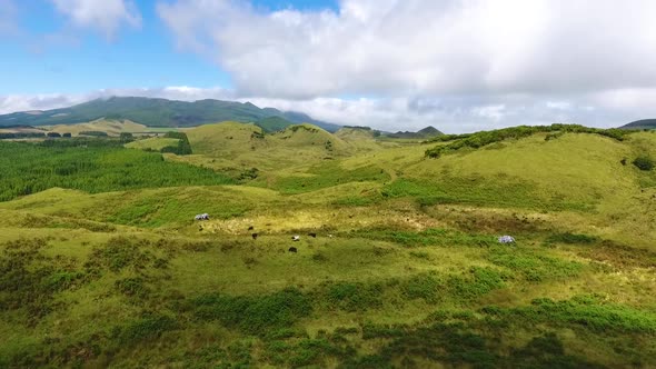 A herd of cows peacefully grazing in a green meadow