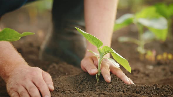 Farmer Working in Field in Morning Hand Holding Leaf of Cultivated Plant