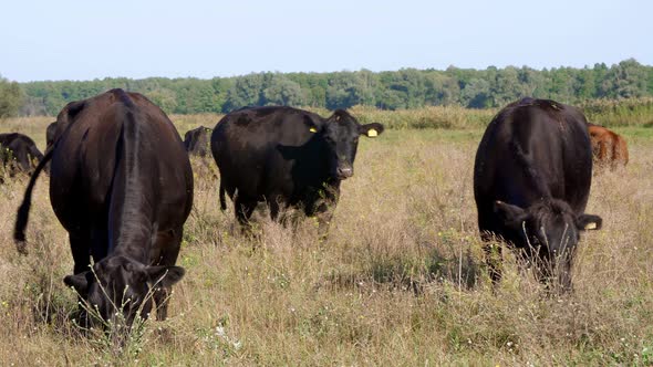 Close Up in Meadow on Farm Big Black Pedigree Breeding Cows Bulls are Grazing