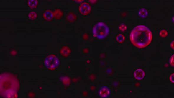 Lots of Soap Bubbles Illuminated By Blue and Pink Neon Lights Fly Against a Black Background