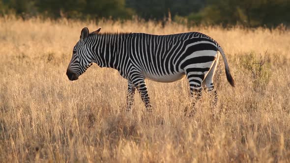 Cape Mountain Zebra In Late Afternoon Light