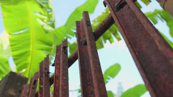 A Beautiful Old Rusty Iron Fence Against a Beautiful Palm Tree on a Blue Background with White